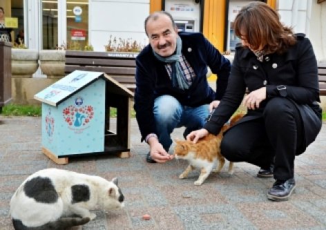 Hayri Türkyılmaz Kedileri Unutmadı!