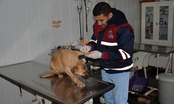 MUCİZEVİ KÖPEK!