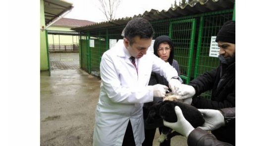 Yavru Köpeklere Belediye Veteriner Hizmetleri Sahip Çıktı!