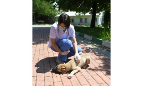 Kulakları Kesilen Köpek Sağlığına Kavuştu!