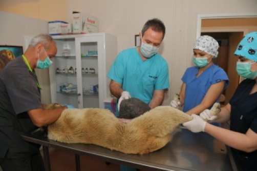 Sokak Köpeğine Tümör Ameliyatı!