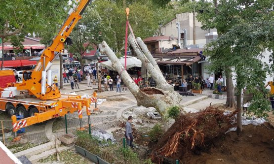 Çengelköy'de Yıkılan Tarihi Çınar Yerine Konuldu!