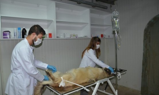 İznik'te Sokak Köpekleri Kısırlaştırılıyor!