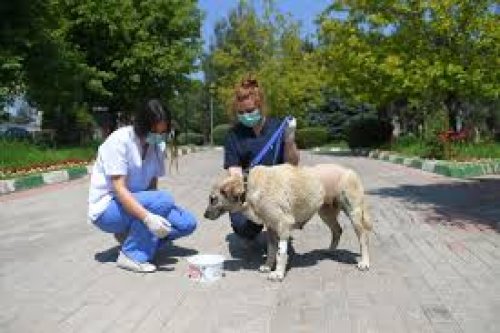 Osmangazi'de Hayvanlar Yalnız Değil!