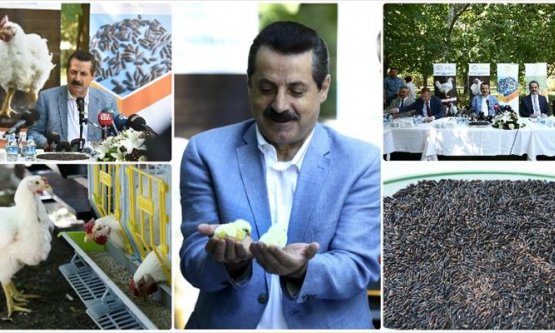 Türkiye'de İlk Kez Geliştirilen 'Etçi Damızlık Tavuk' Ve 'Siyah Pirinç' Tanıtıldı!