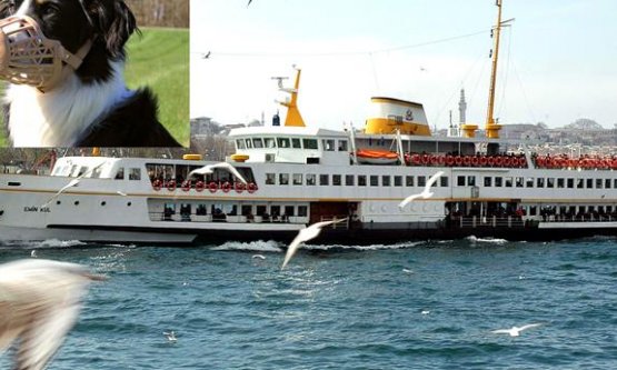 Vapurlarda Köpekler Ağızlıkla Seyahat Edebilecek!