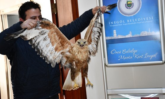 aralı Şahin Barınakta Tedavi Altına Alındı