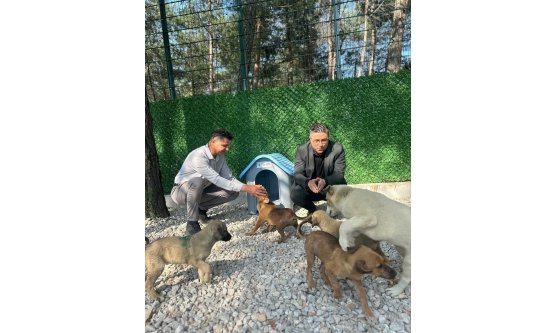 Bursa Büyükşehir Belediyesi'nden Sokak Hayvanlarına Tam Destek: Rehabilitasyon Merkezi Genişliyor!