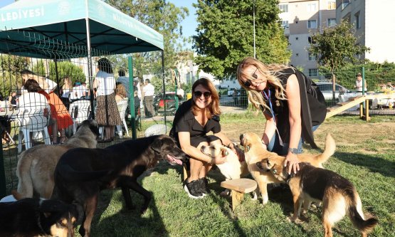 Nilüfer Belediyesi'nden 'Bir Yuva Bir Umut' Sahiplendirme Şenliği: Can Dostlar Yeni Yuvalarına Kavuştu!