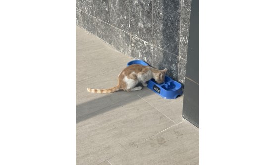 Uludağ Elektrik'ten 4 İlde Sokak Hayvanlarına Destek: 'Sevgimiz, Enerjimiz Sizinle'