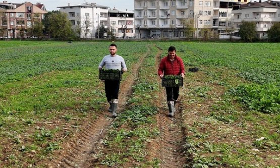 Osmangazi Belediyesi'nden Doğal Tarım Hamlesi: İlaçsız Ispanaklar Hasat Edildi