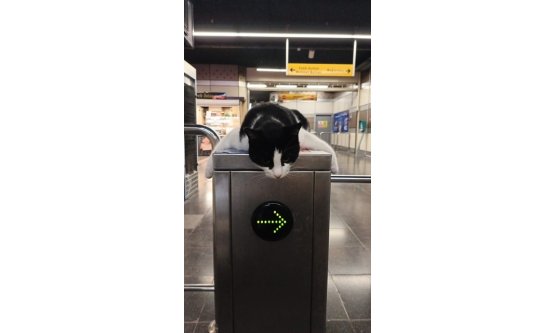 BURULAŞ'tan 'Can Dostlar' İçin Güvenli ve Düzenli Beslenme Dönemi