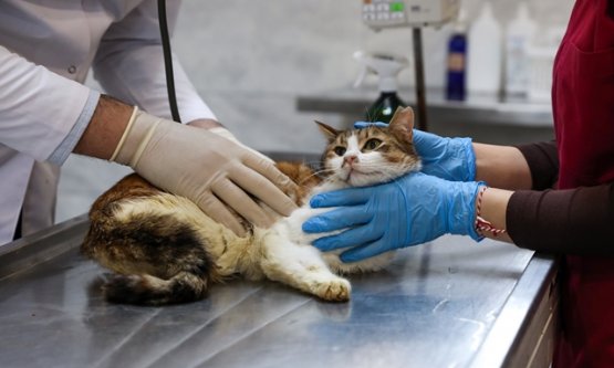 Bursa'da Mucize Kurtuluş: Kazada Bacağı Kırılan 'Nefes' Sağlığına Kavuştu!