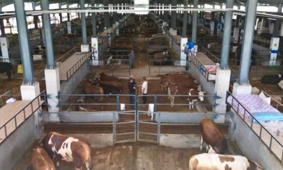 İnegöl Hayvan Pazarı'nda Kurban Hazırlığı Başladı: Kotra İhale Tarihi Belli Oldu!