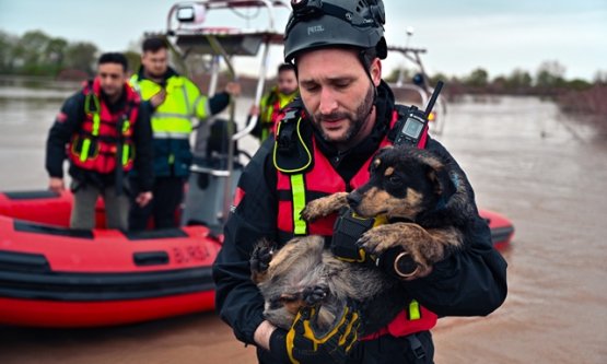 Karacabey'de Can Dostlarımıza Hayat Öpücüğü: 'Cesur' ve 'Zeytin' Sel sularından Kurtarıldı!