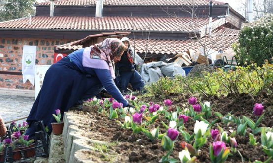 Osmangazi'de Bahar Temizliği ve Estetik Dokunuş: 470 Bin Çiçek Toprakla Buluşuyor!
