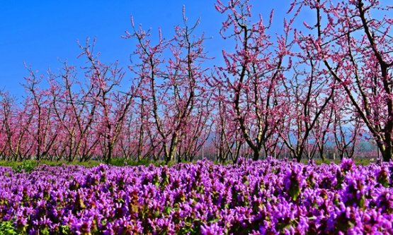 İznik'te Bahar Senfonisi: Meyve Bahçeleri Pembe ve Beyaza Büründü!