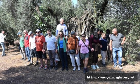 33. Uluslararası Gemlik Zeytini Festivali'nde anlamlı yürüyüş: 1500 yıllık anıt ağaç zeytin rotasına ev sahipliği yaptı