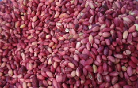 Antep Fıstığı'nda Standart Belirlendi!