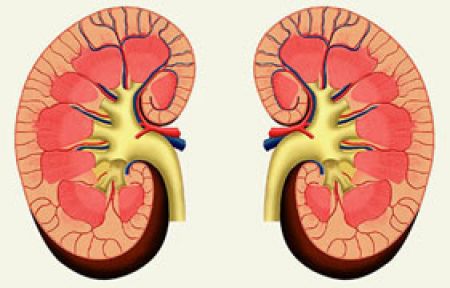 Böbrekleriniz İçin Bol Su İçin!