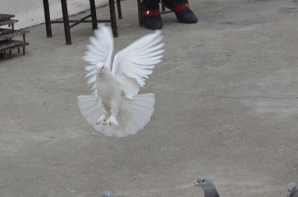 Bu Sevdanın Adı GÜVERCİN!