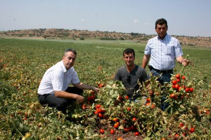 Domates Fiyatları Yukarı Çekilsin!