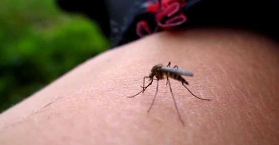 Dünya Sağlık Örgütü Amerika Kıtasını Uyardı!