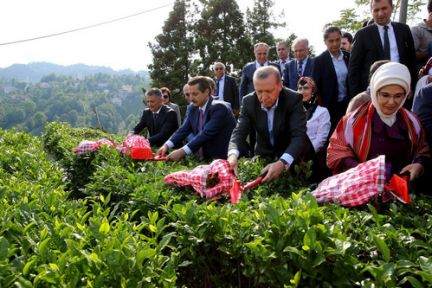 Erdoğan Rize'de Çay Hasadı Yaptı!