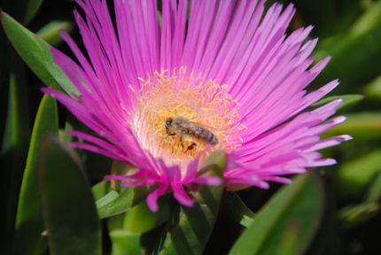 Günde 1500 Çiçeğe Konuyor!