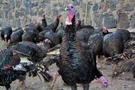 Hindiler Görücüye Çıktı!