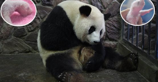 İkiz Panda Sevinci!