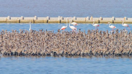 İlk Suni Ada da 7 Bin Flamingo Yumurtadan Çıktı!