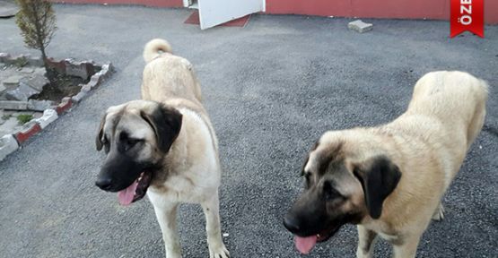 Köpekleri Çalarken Kameralara Yakalandılar!