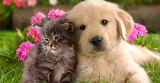 Kedi mi Yoksa Köpek mi?