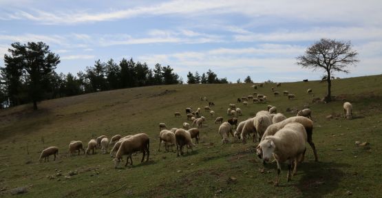 Koyun ve Keçiler Kimliklenecek!