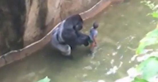 Küçük Çocuğun Gorille Yaşam Mücadelesi!