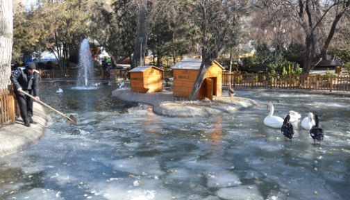 Kuğulu Park Buz Tuttu!