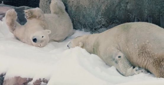 Kutup Ayılarının Suni Kar Keyfi!