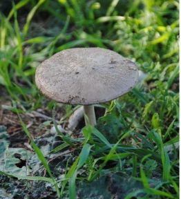 Mantarda Doğru Bilenen Yanlışlar!