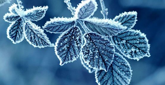 Meteoroloji Zirai Don İçin Uyardı!