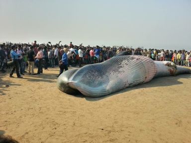 Ölü Balina İçin Akın Ettiler!