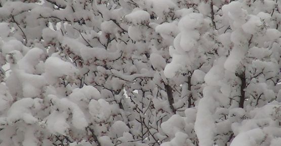 Soğuk Hava Erken Çiçek Açan Ağaçları Etkiledi!