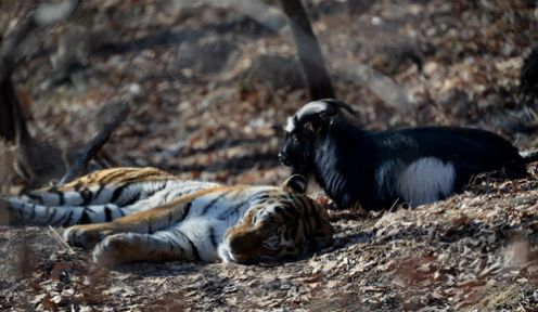 Teke İle Kaplanın Dostluğu!
