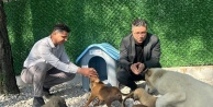 Bursa Büyükşehir Belediyesi'nden Sokak Hayvanlarına Tam Destek: Rehabilitasyon Merkezi Genişliyor!