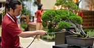 140 Yıllık BONSAİ Sergilenmeye Başladı!
