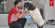 KENDİNİ KÖPEK SANIYOR!