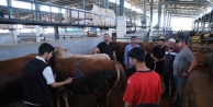 Kurban Bayramı Sonrası Ülke Geneli Hayvan Pazarları Kapatıldı: Şap Hastalığı Nedeniyle Tedbir Alındı