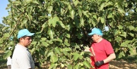 Nilüfer Belediyesi'nden İncir Hasadına Destek: '10 Ton Verim Bekliyoruz'