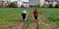 Osmangazi Belediyesi'nden Doğal Tarım Hamlesi: İlaçsız Ispanaklar Hasat Edildi