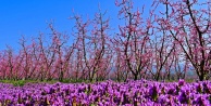 İznik'te Bahar Senfonisi: Meyve Bahçeleri Pembe ve Beyaza Büründü!